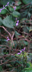 Hypoestes cumingiana