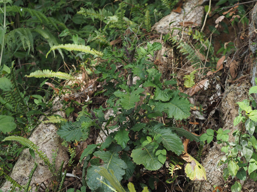 Pterocypsela formosana iNat (1)