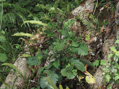 Lactuca formosana