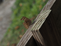 Junonia lemonias aenaria