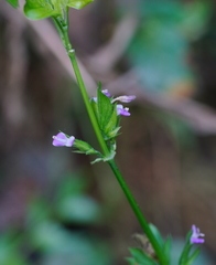 Hypoestes cumingiana