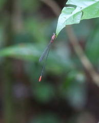 Teinobasis helvola