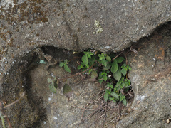 Boehmeria pilosiuscula