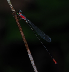 Teinobasis ruficollis