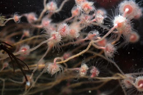Oaten Pipes Hydroid, 3830 Gafanha da Encarnação, Portugal, photo 10 of 10
