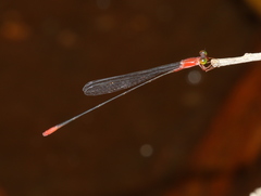 Teinobasis rufithorax