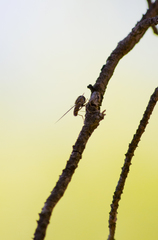 Episyrphus balteatus