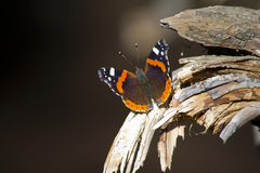 Vanessa atalanta