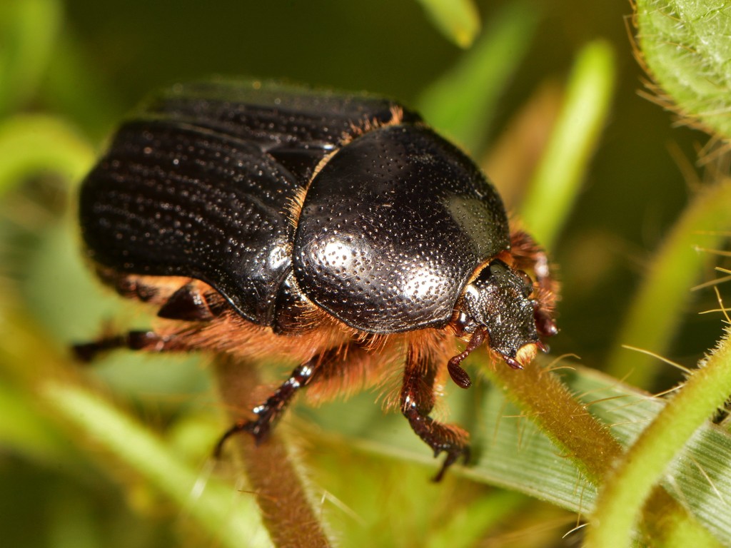 Euphoria verticalis