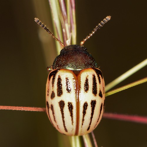 Burrobrush Leaf Beetle