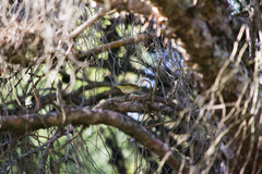 Phylloscopus collybita