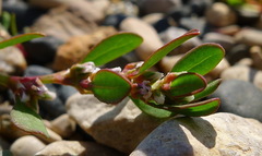 Polygonum fowleri