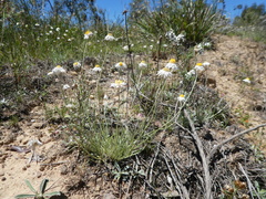 Leucochrysum albicans