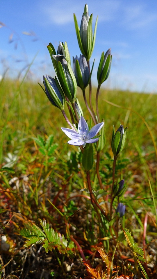 Lomatogonium rotatum