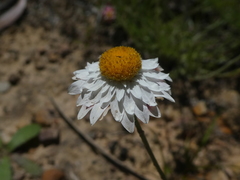 Leucochrysum albicans