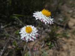 Leucochrysum albicans