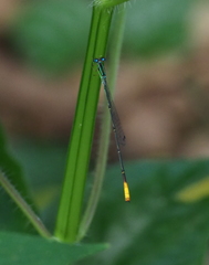 Telagrion longum