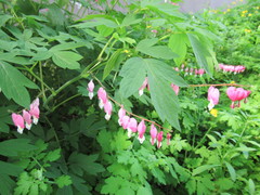 Lamprocapnos spectabilis