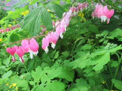 Lamprocapnos spectabilis