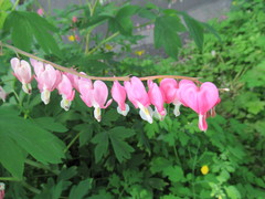 Lamprocapnos spectabilis