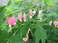 Lamprocapnos spectabilis