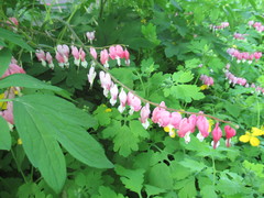 Lamprocapnos spectabilis