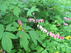 Lamprocapnos spectabilis