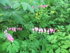 Lamprocapnos spectabilis