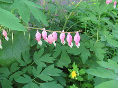 Lamprocapnos spectabilis