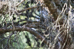 Phylloscopus collybita