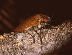 Sternocera feldspathica