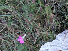Dianthus longicaulis