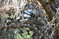 Phylloscopus collybita