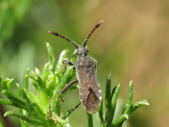 Loxocnemis dentator