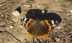 Vanessa atalanta
