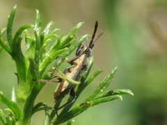 Loxocnemis dentator