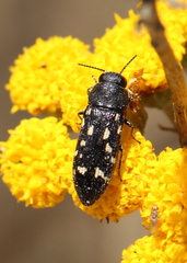 Acmaeotethya