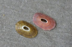 Amblychilepas nigrita