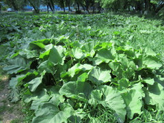 Arctium tomentosum