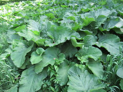 Arctium tomentosum