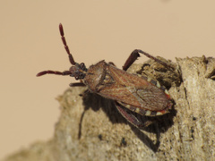 Loxocnemis dentator