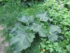 Arctium tomentosum