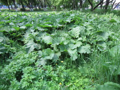 Arctium tomentosum