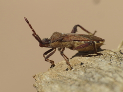 Loxocnemis dentator