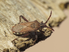 Loxocnemis dentator