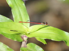 Telebasis digiticollis