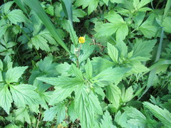 Geum aleppicum