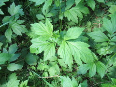 Geum aleppicum