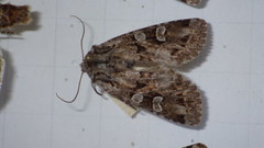 Pachetra sagittigera