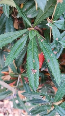 Berberis gagnepainii